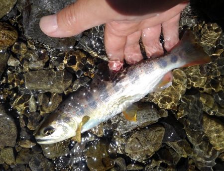 渓流ミノーイング